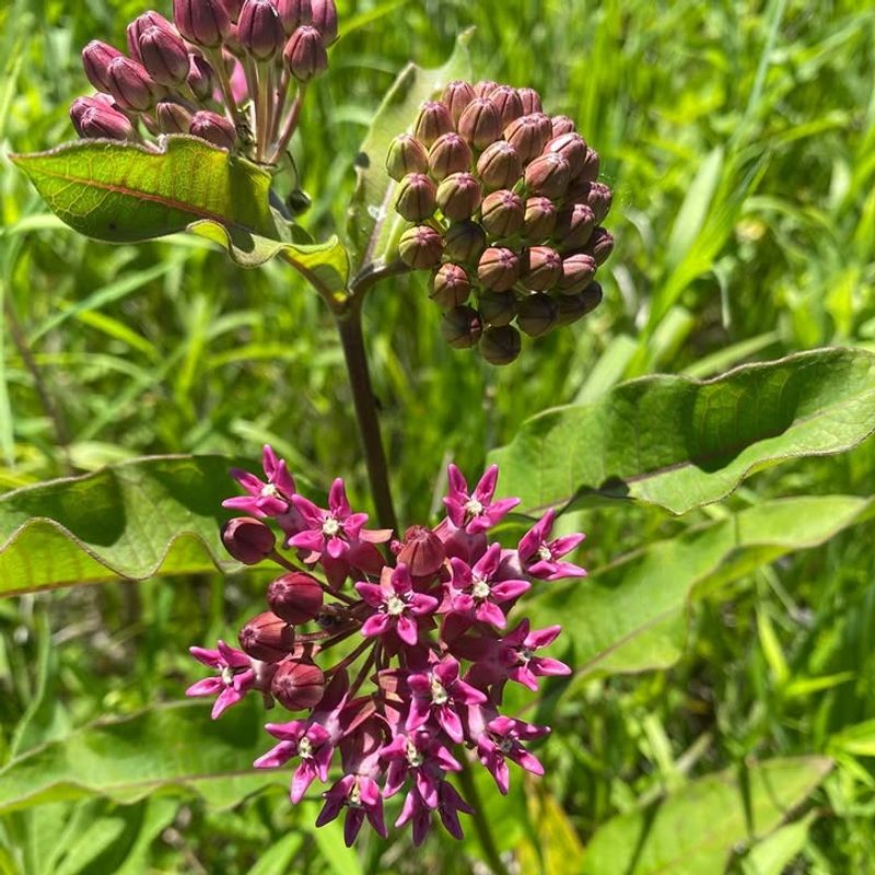 Purple Milkweed