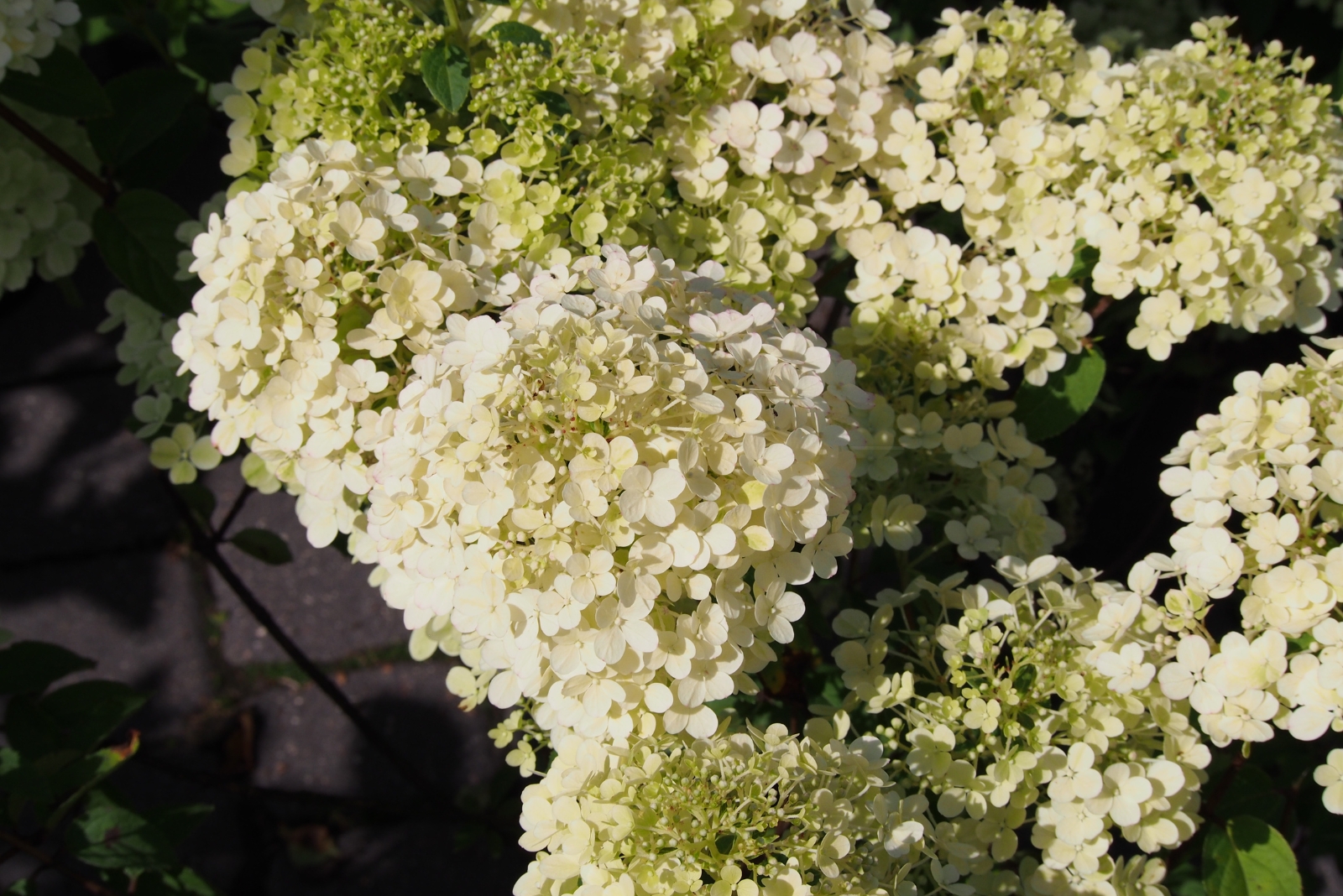 fall hydrangea