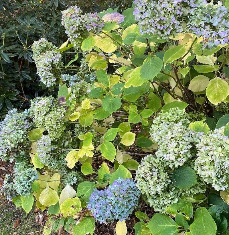 Stop Fertilizing Your Plants Immediately