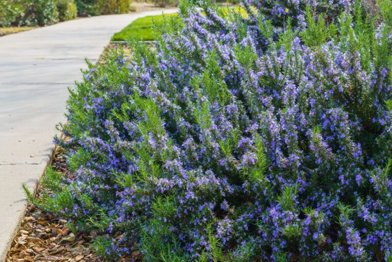 rosemary plant in bloom