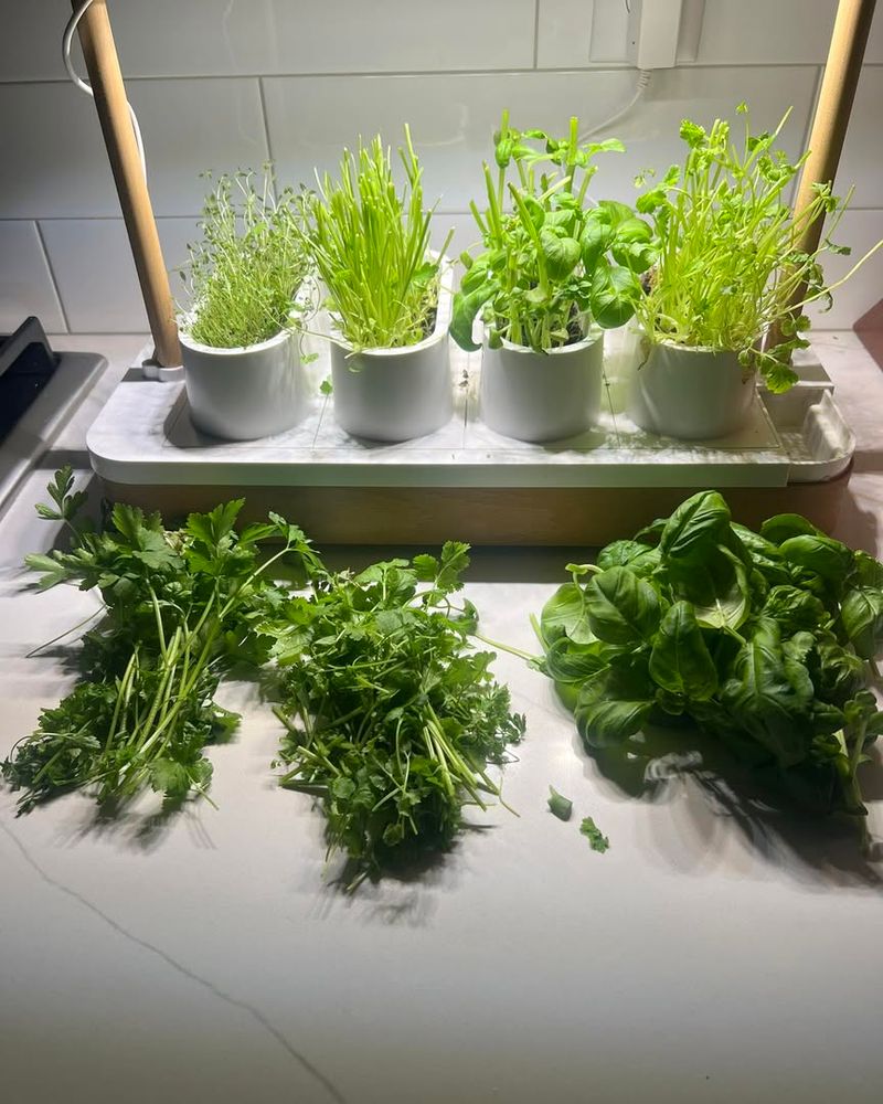 Herbs (Basil, Parsley, Cilantro)