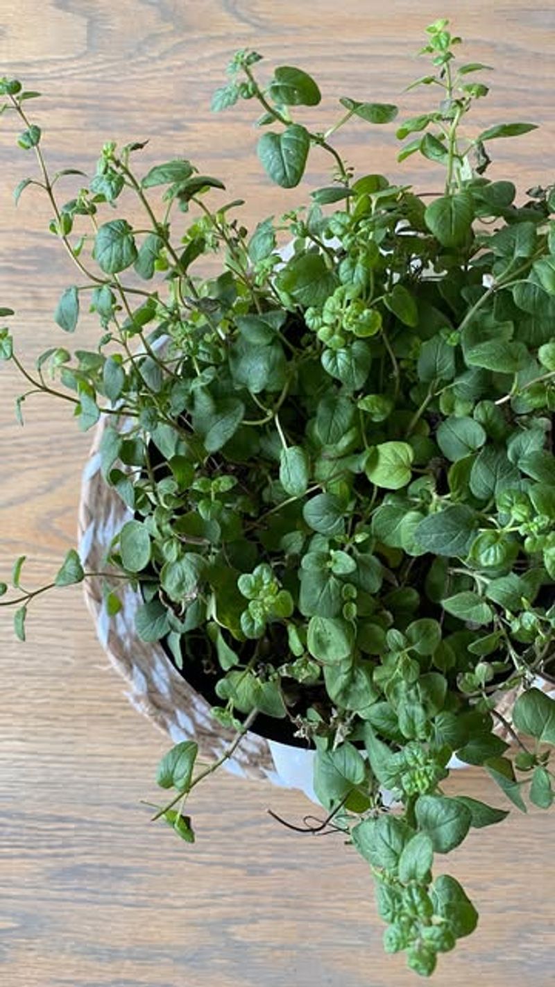 Oregano