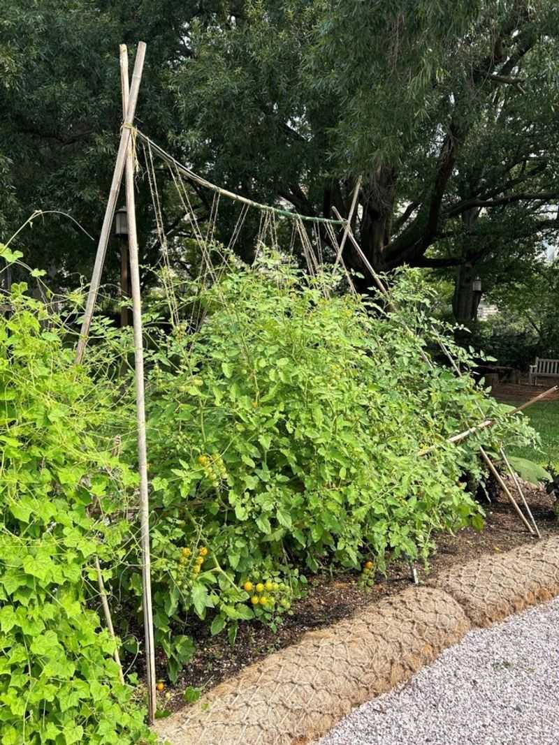 Two Days After Fertilizing