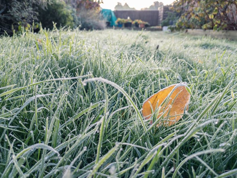 Morning Frost Appears On Plants And Grass