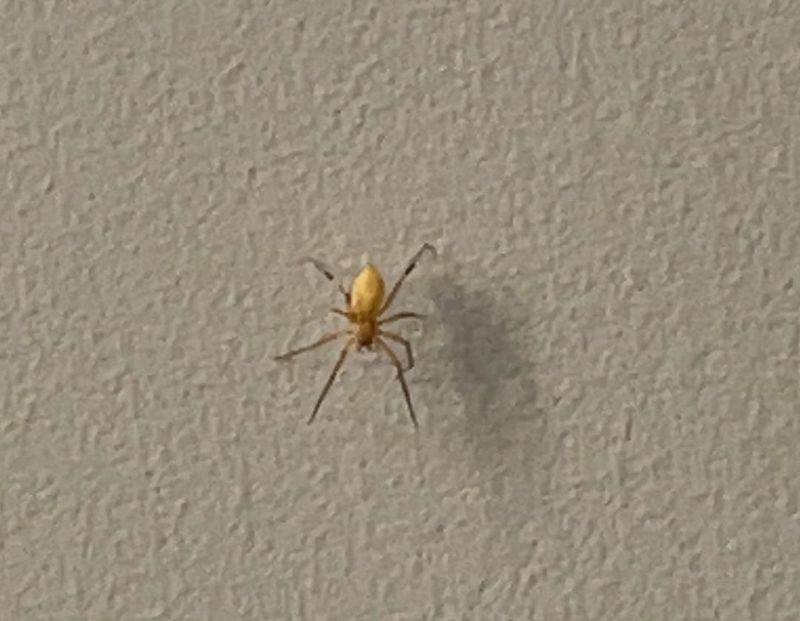 Yellow Sac Spider