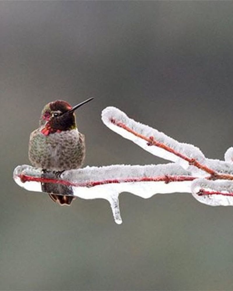 Winter Feeding Supports Resident Birds