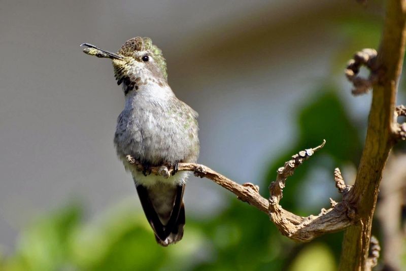 Nectar Spoils Faster Than Birds Can Consume It