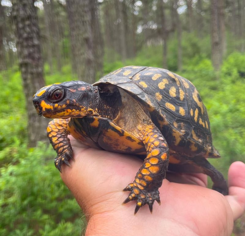 Eastern Box Turtles