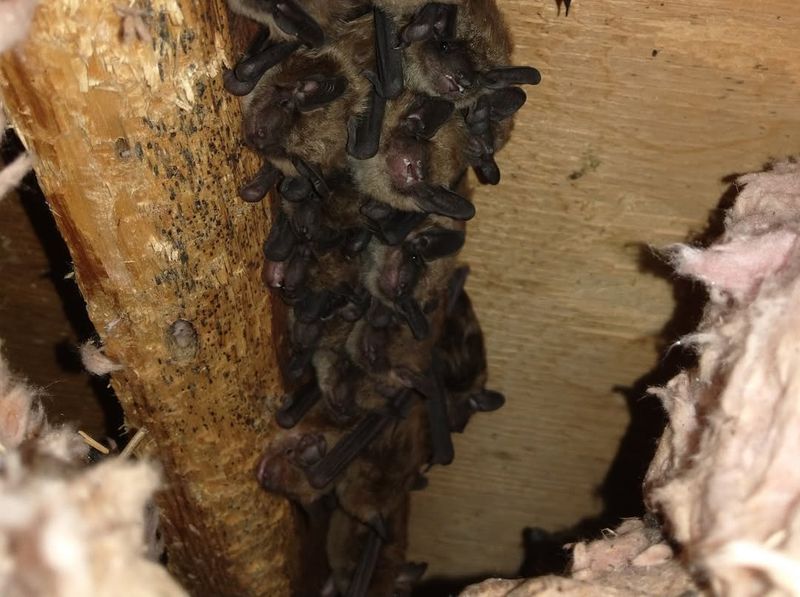Bats Roosting In Eaves Or Attics