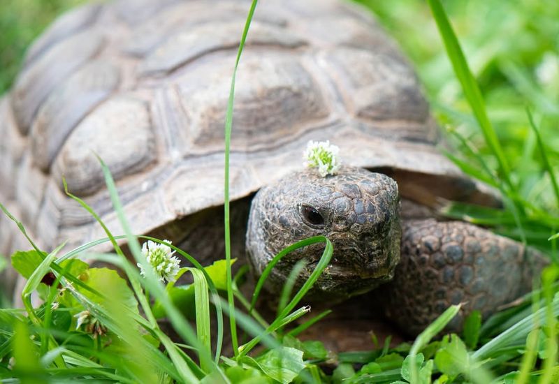 Gopher Tortoises: Underground Architects With Legal Protection