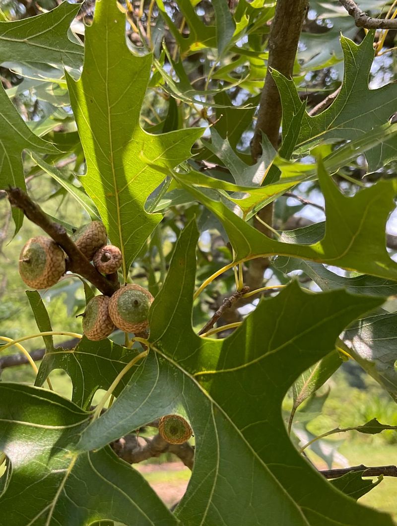 Oak Trees Stored Energy From Previous Years