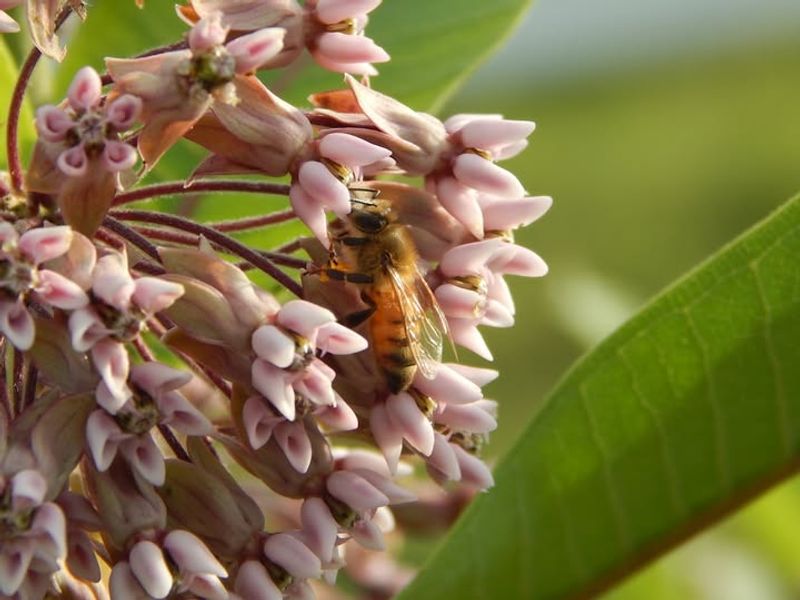Supporting Native Pollinators Beyond Just Monarchs