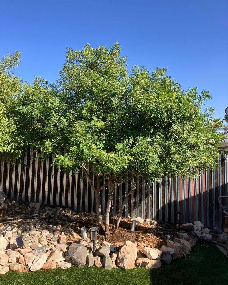 Arizona Ash