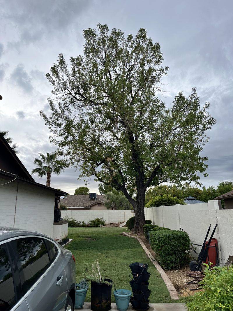Arizona Ash Trees