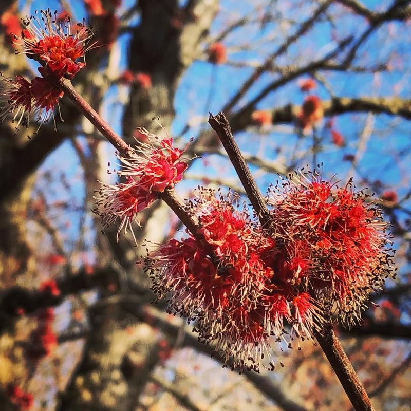 Extended Flowering Period Maximizes Pollinator Access