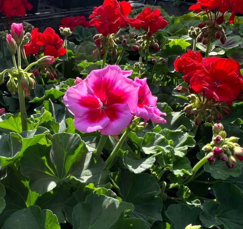 Natural Pest Repellent Properties