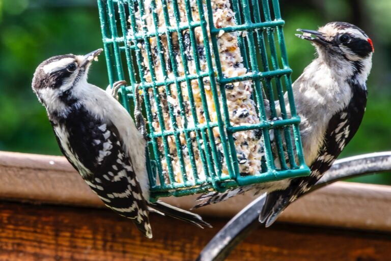 Two Downy Woodpecker on a Suet Feeder
