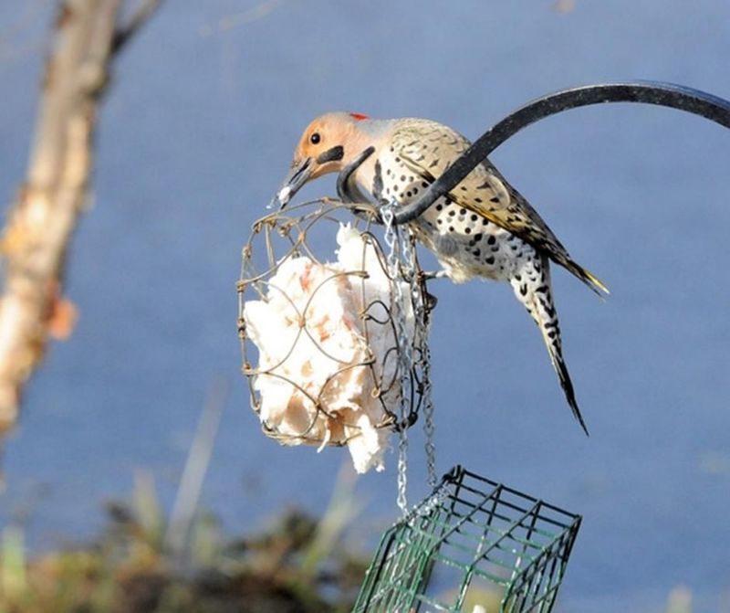High-Energy Food Keeps Birds Alive During Harsh Winters