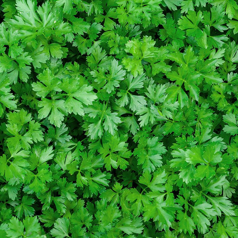 Parsley