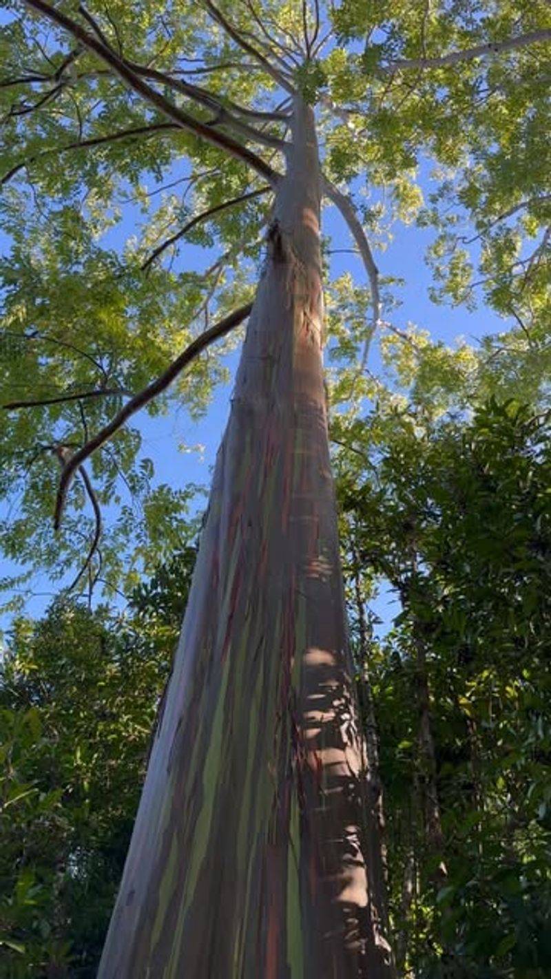 Eucalyptus