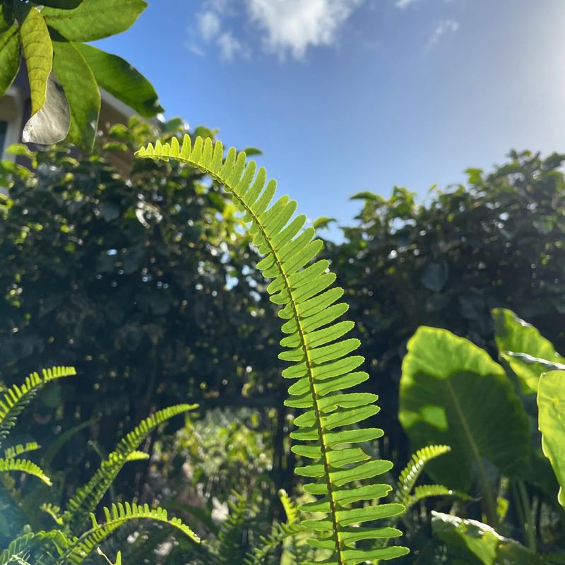 Sword Fern (Nephrolepis cordifolia)