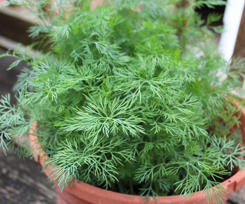 Dill Grows Fast And Tolerates Light Frosts