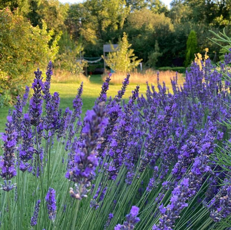 Lavender: Beautiful Barrier