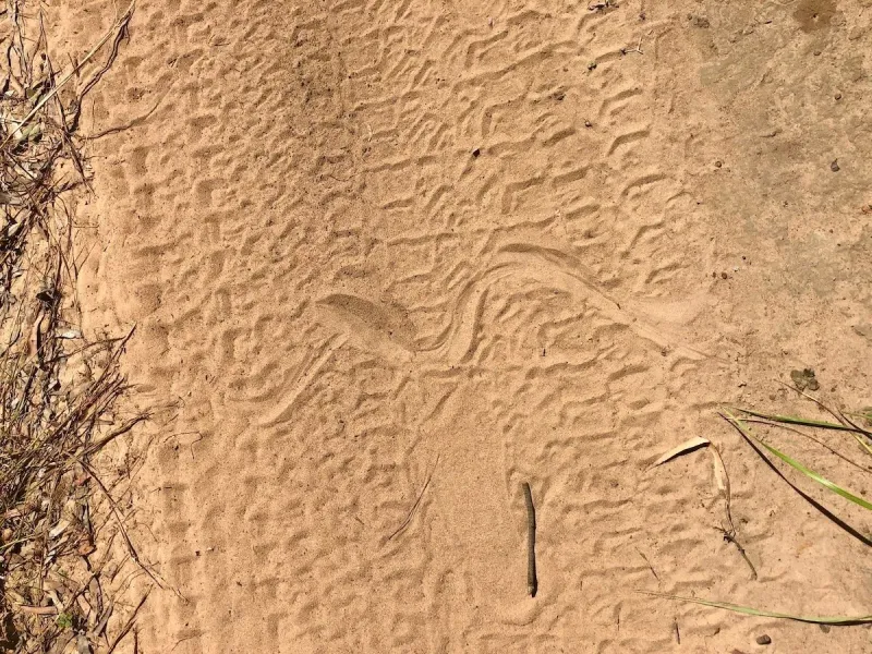 Strange Slithering Tracks In Dirt