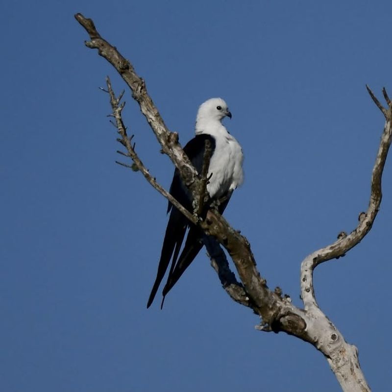 Swallow-Tailed Kite