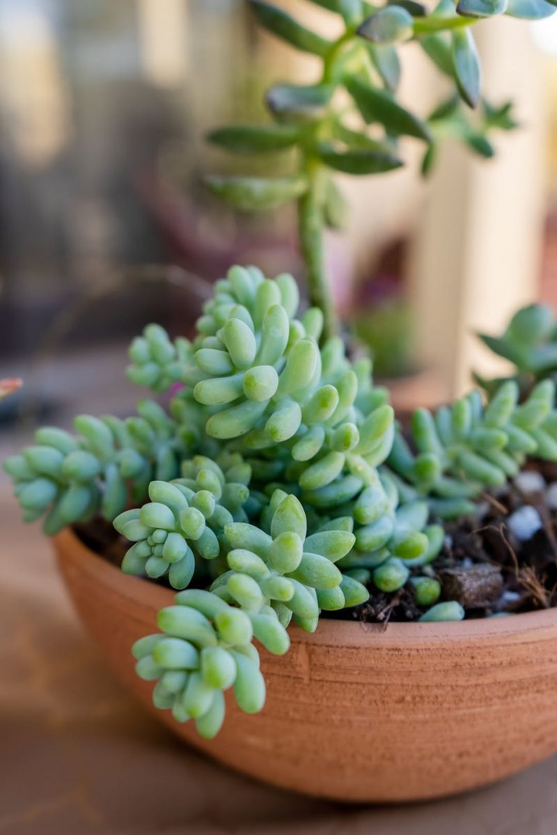 Succulents Never Need Water