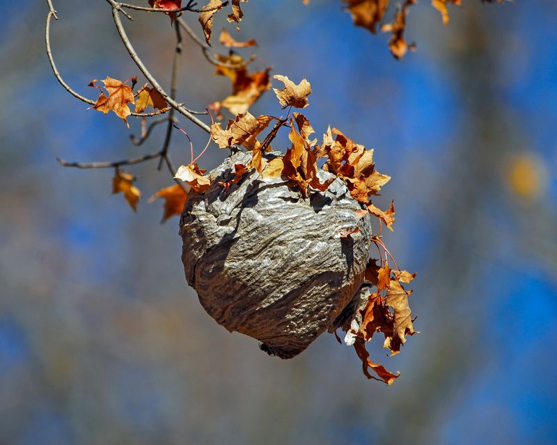 Old Hornet Nests Left Behind