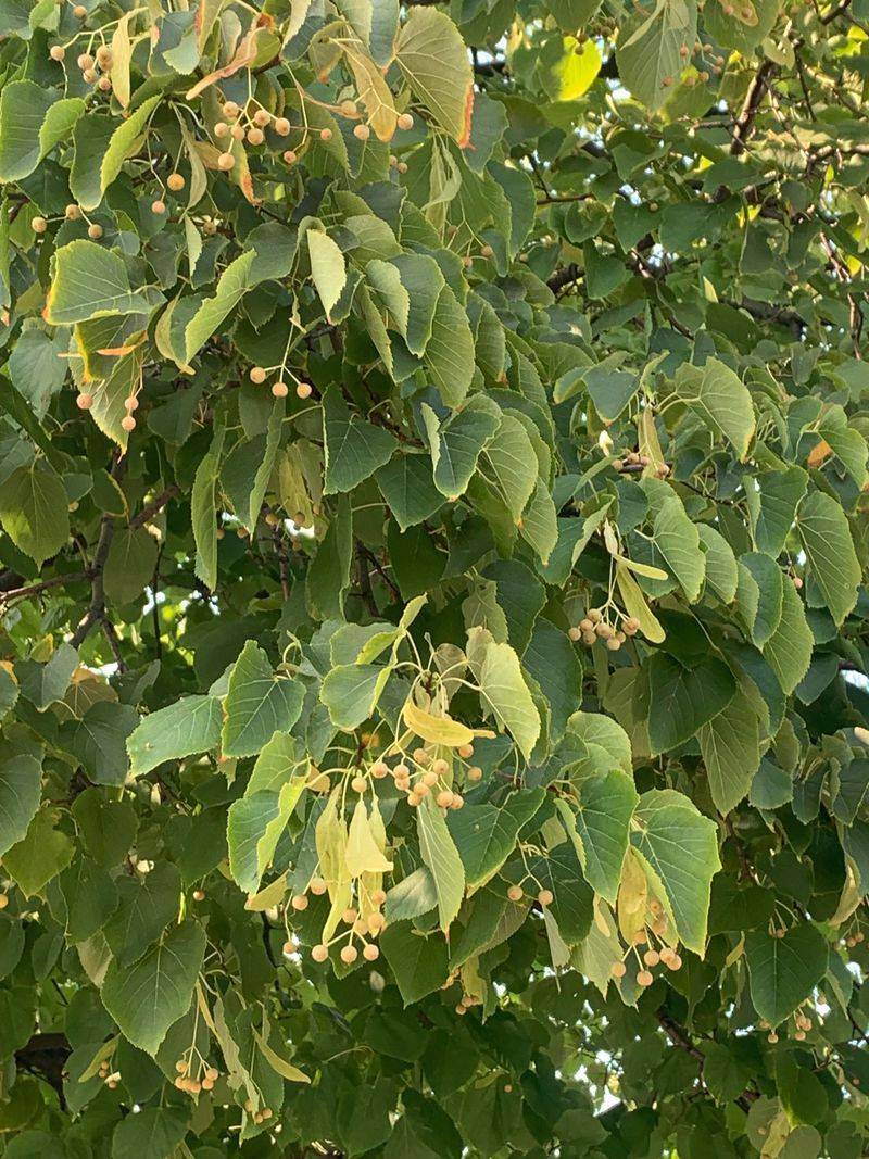 Wind-Trapped Debris Forms Accidental Clusters