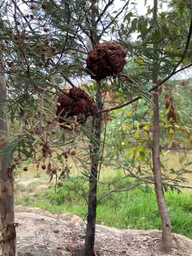 Galls from Insects