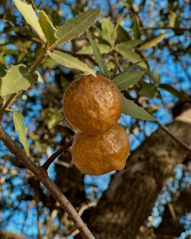 Oak Apple Galls