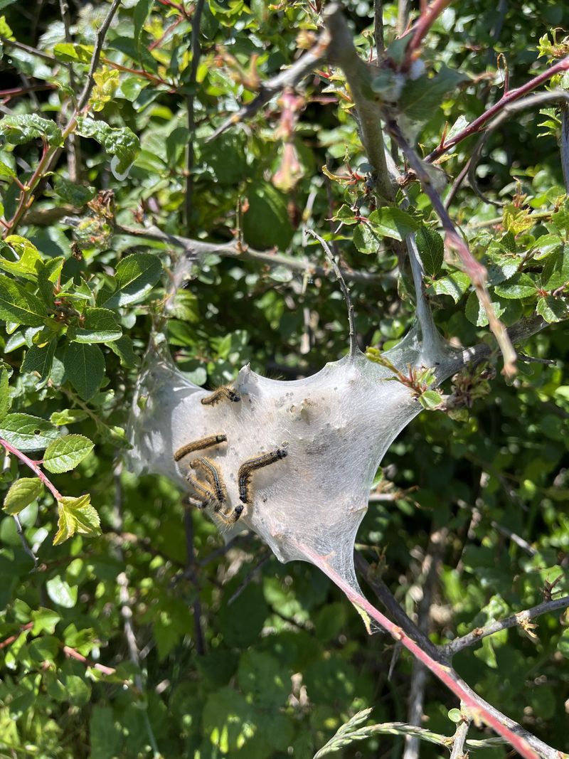 Tent Caterpillar Silk Nests