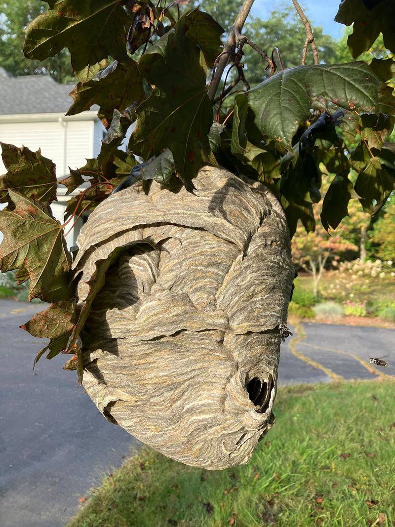 Abandoned Wasp Nests