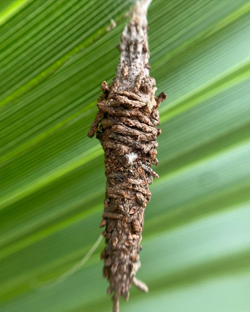 Bagworm Cocoons