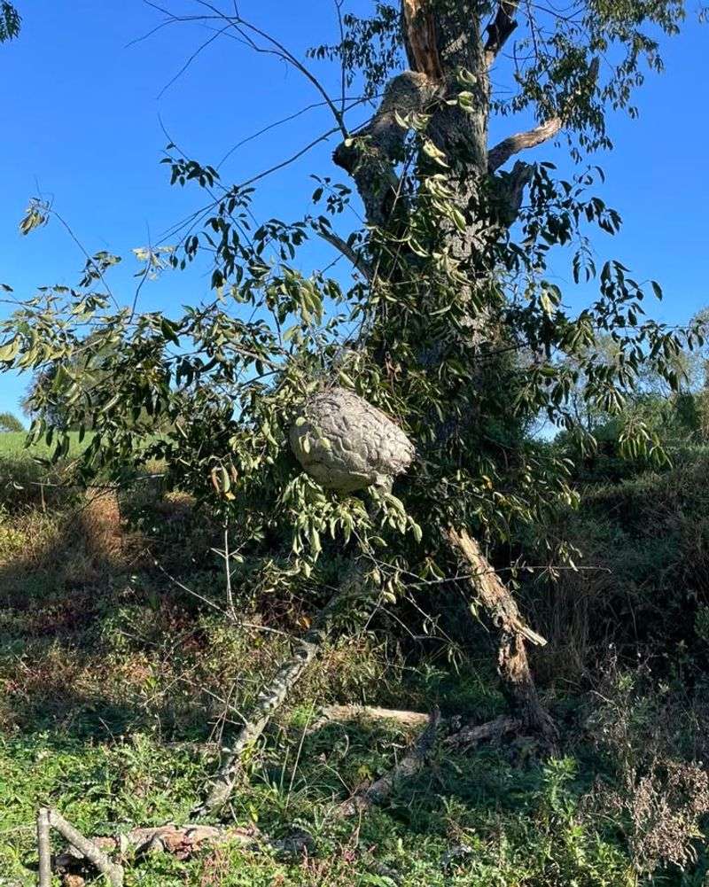 Old Hornet or Wasp Nests