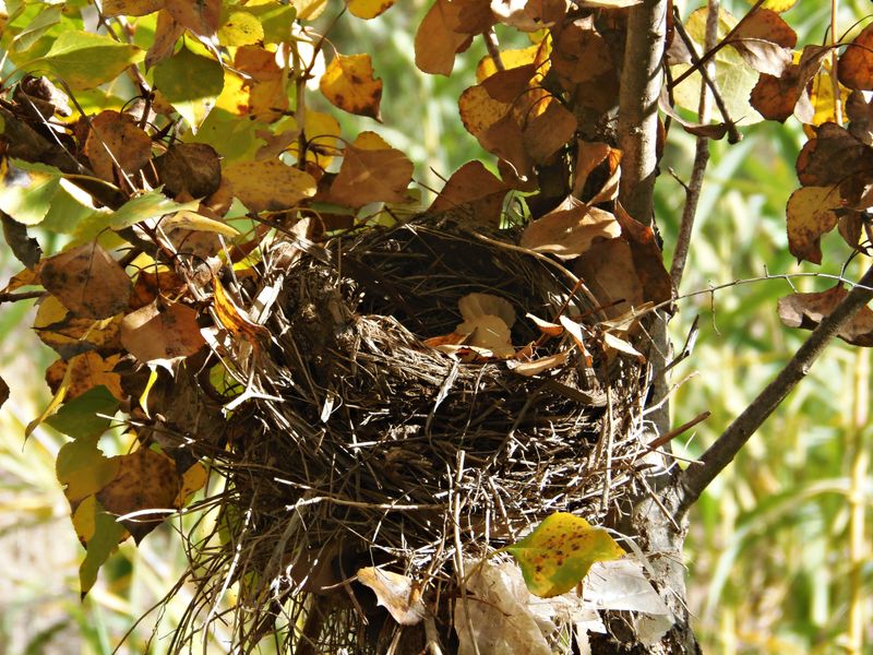Abandoned Bird Nests Get Bigger Over Time