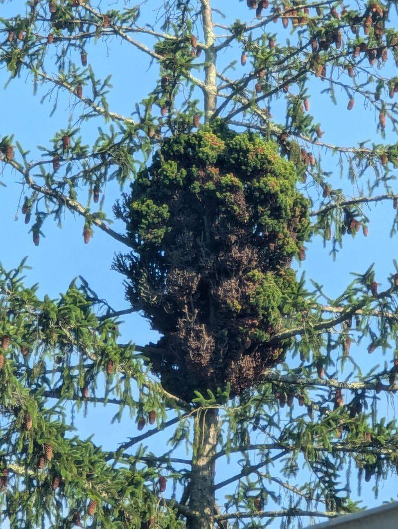 Witches' Broom Disease Causes Odd Growth