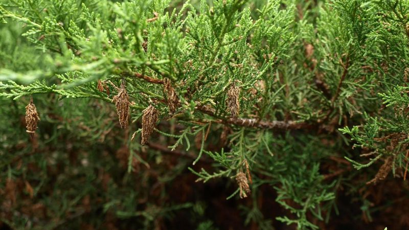 Bagworm Cases Dangle Like Tiny Ornaments