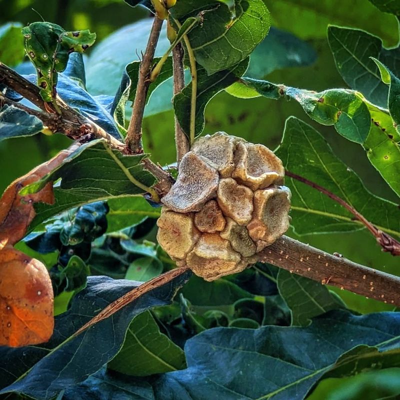 Leaf Galls Form Unusual Structures