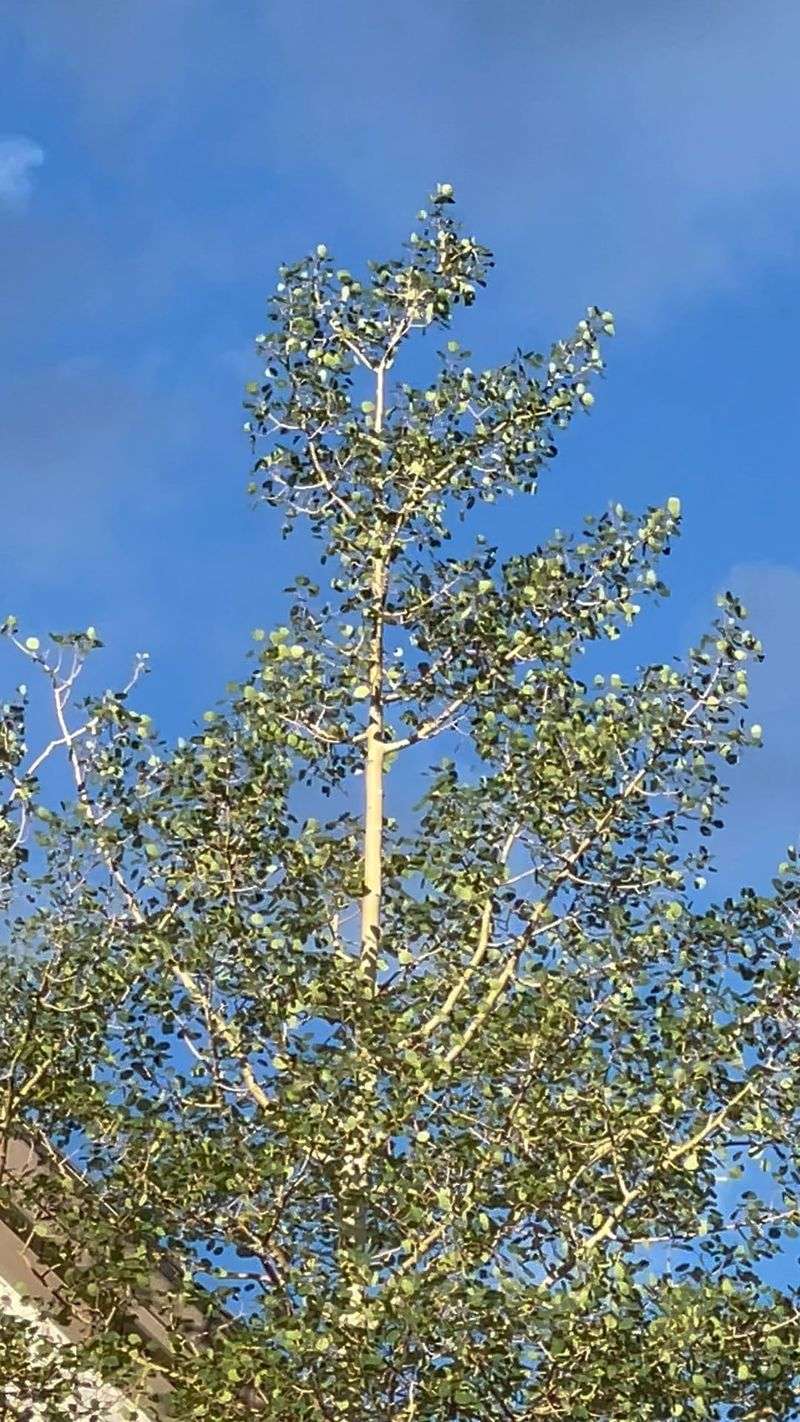 Leaf Accumulation From Wind Patterns
