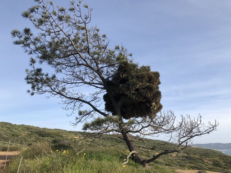 Witches' Broom Causes Dense Clusters
