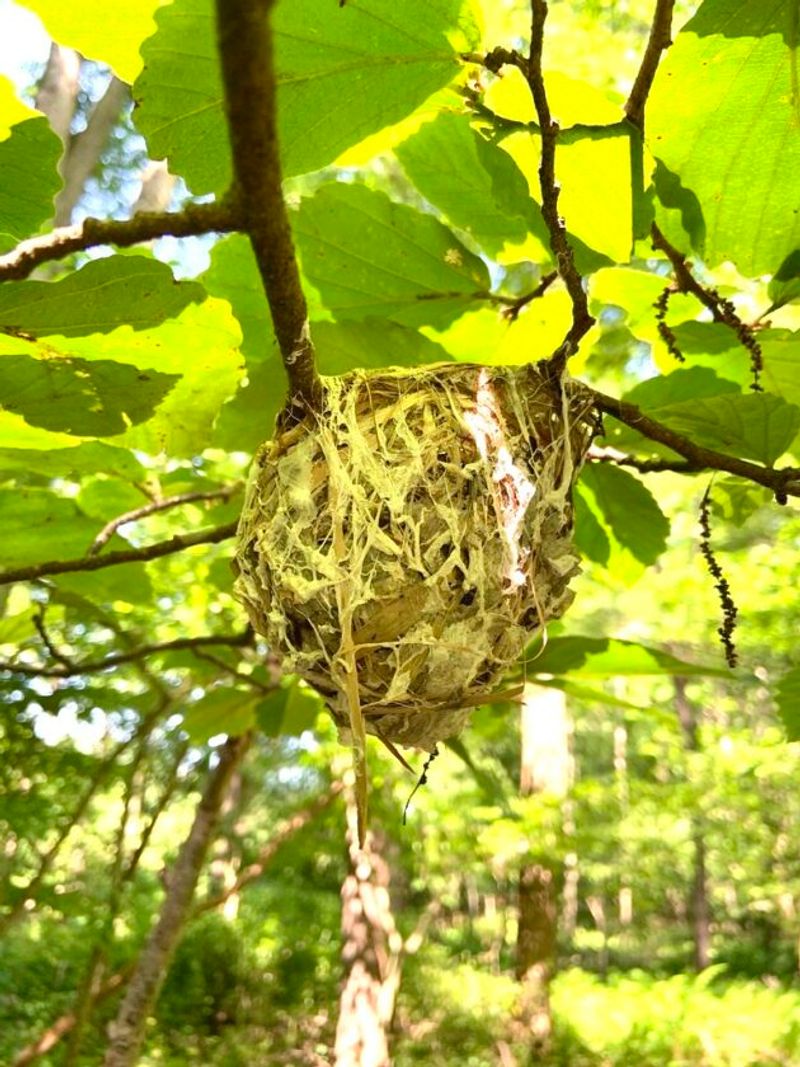 Old Bird Nests Accumulate Leaves And Debris