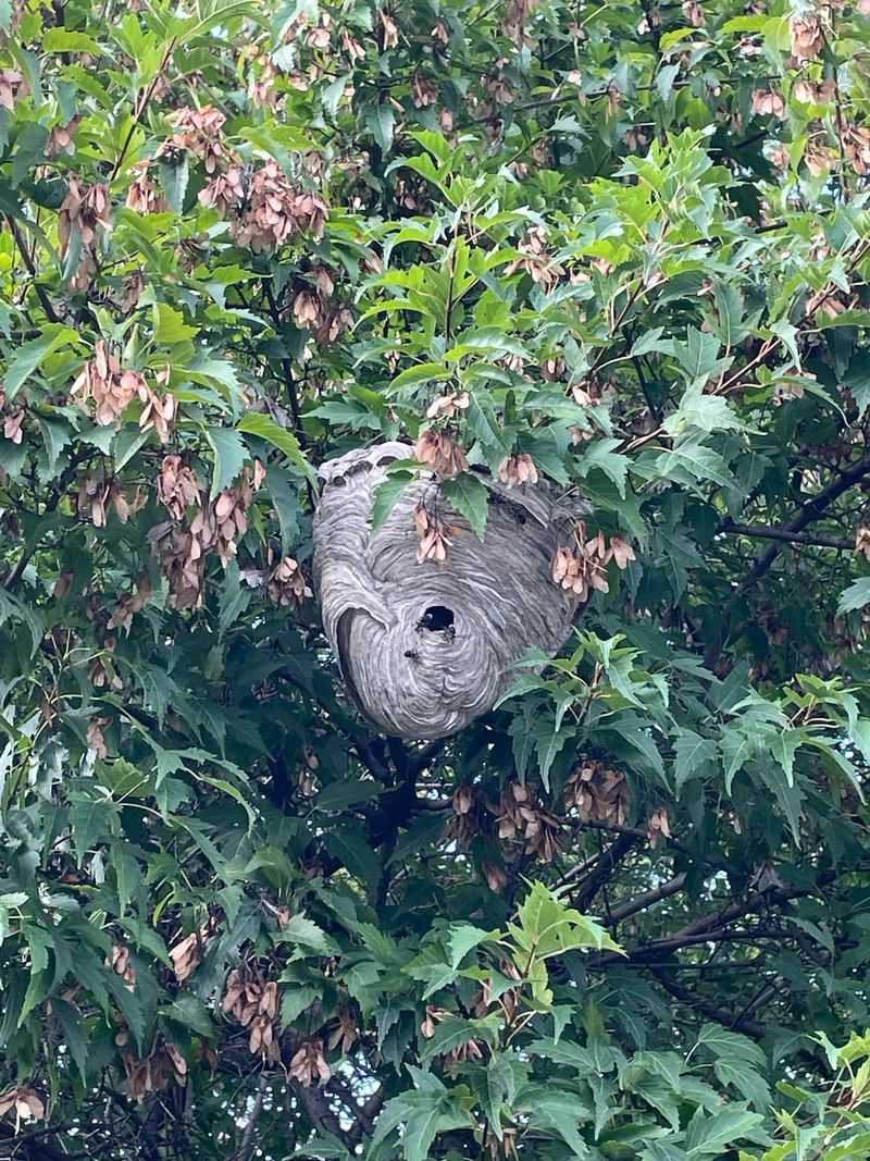 Wasp Nests Sometimes Hide Behind Leaves