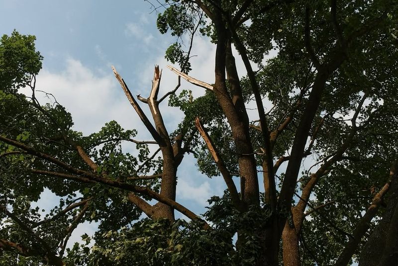 Storm Damage Creates Tangled Branch Piles