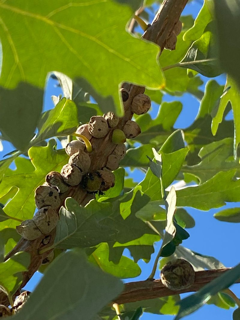 Leaf Galls Form From Insect Activity