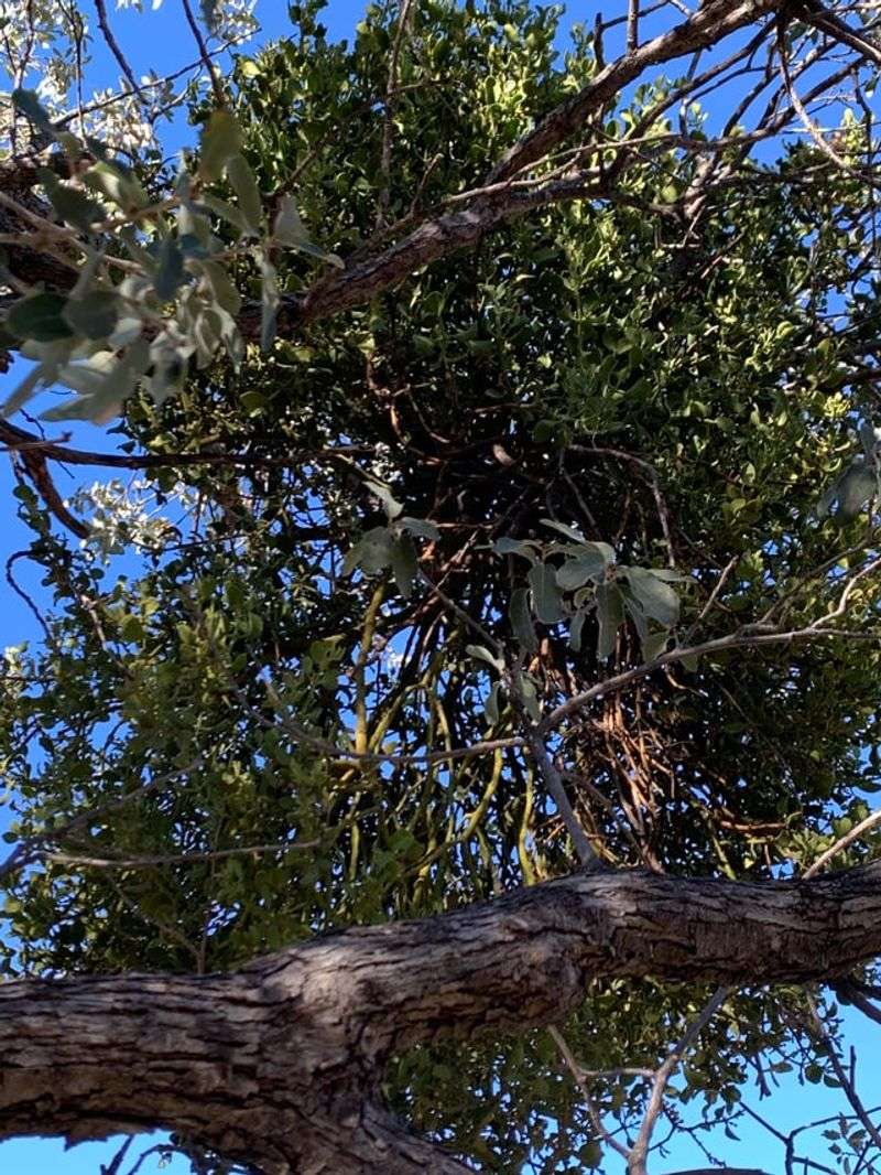 Witch's Broom Disease Creates Dense Growth