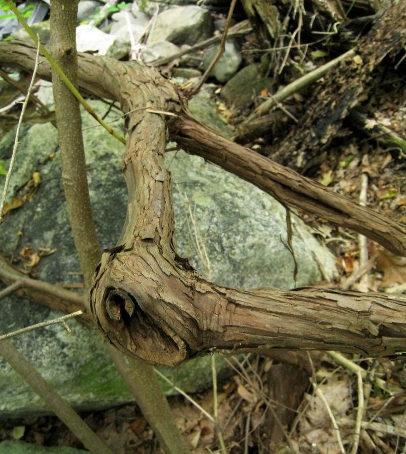 Abandoned Vine Tangles